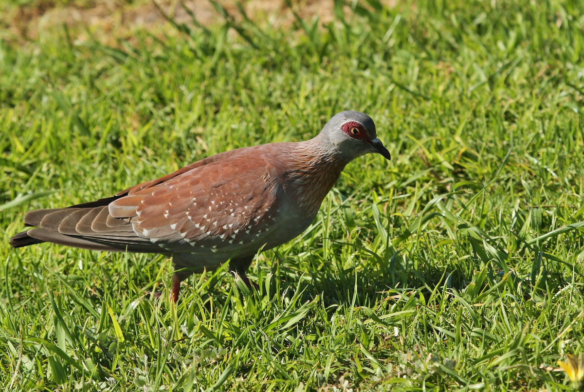 Speckled Pigeon - ML623756082