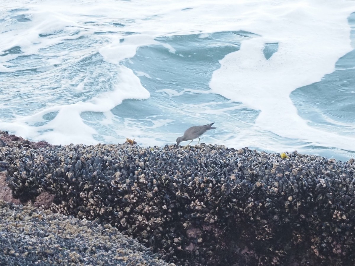 Wandering Tattler - ML623756086