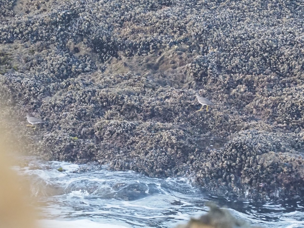 Wandering Tattler - ML623756087