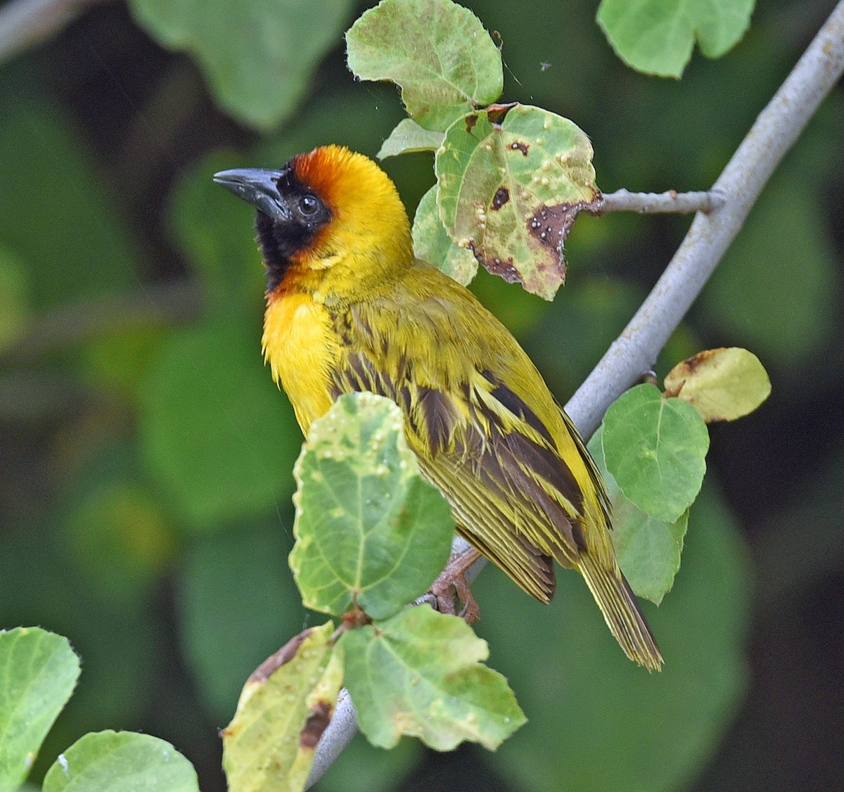 Northern Masked-Weaver - ML623756091