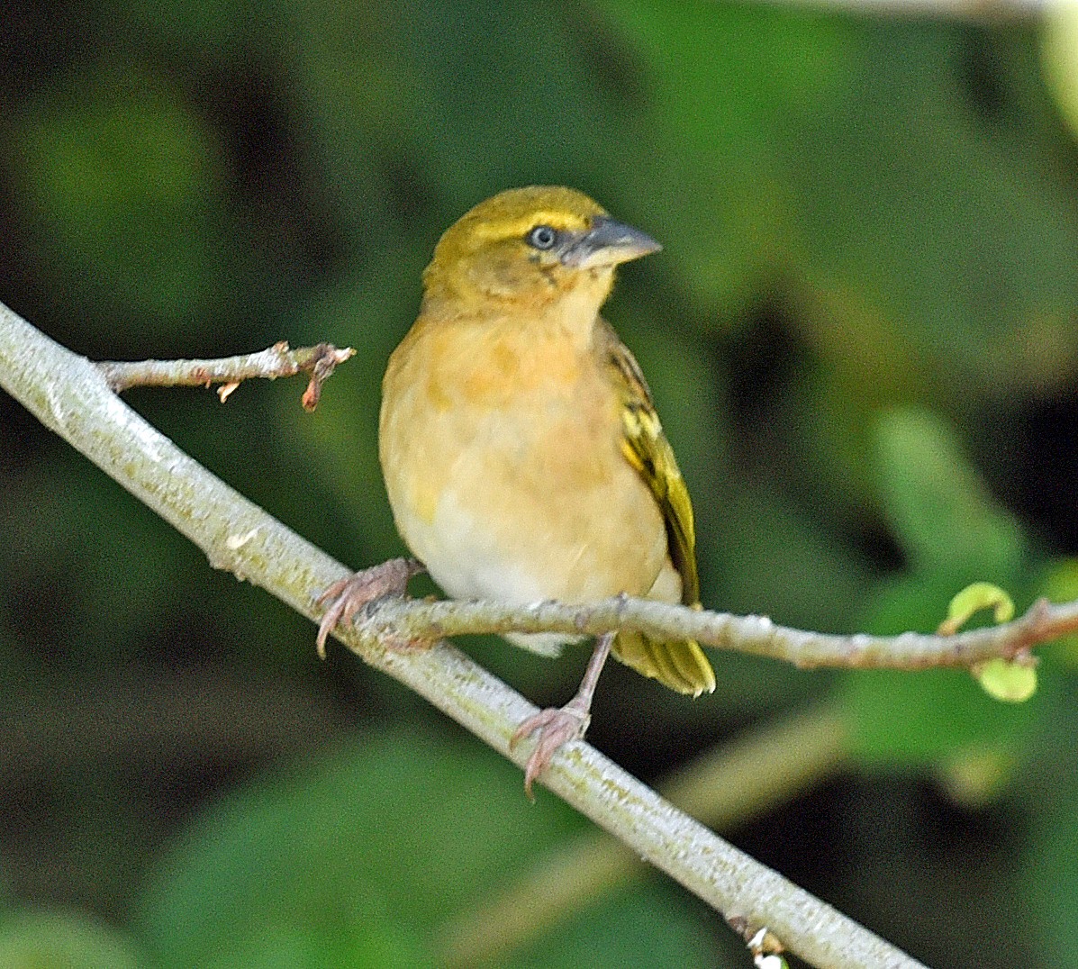 Northern Masked-Weaver - ML623756098