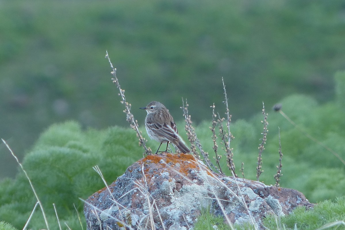 Water Pipit - ML623756103