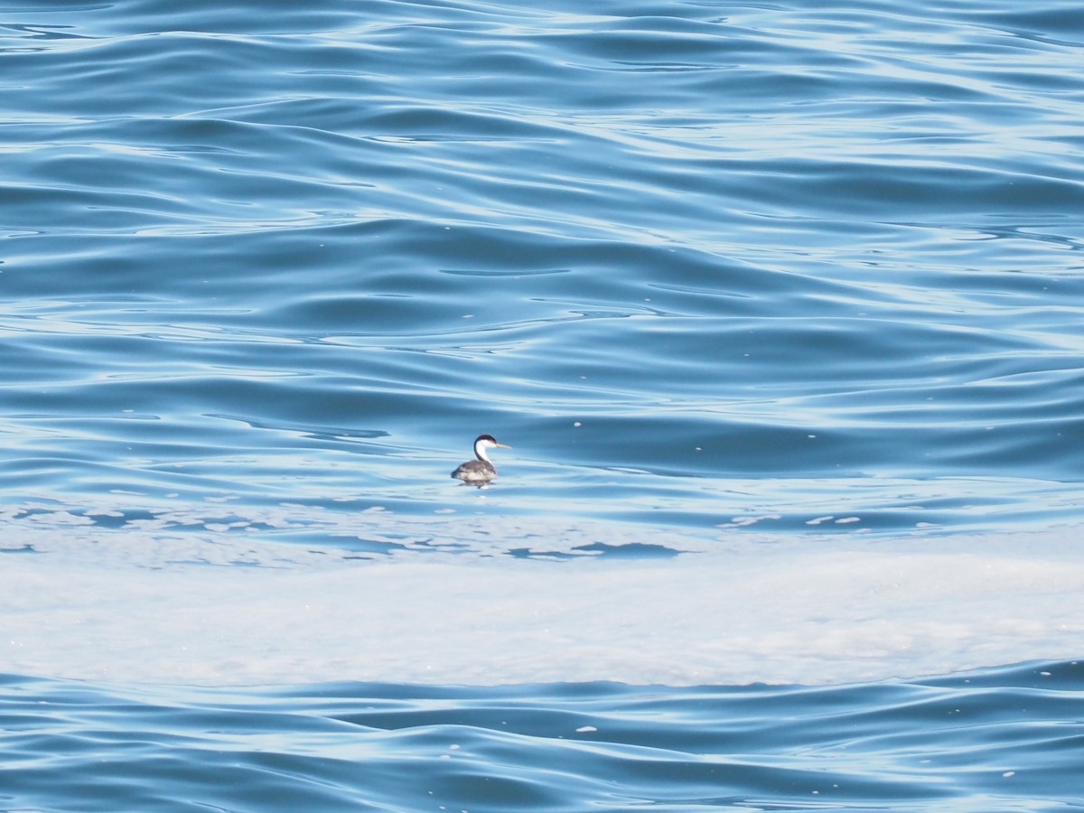 Western/Clark's Grebe - ML623756105