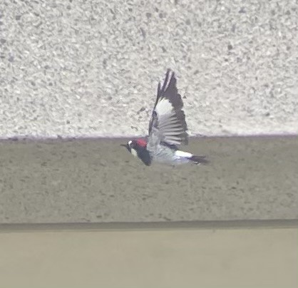 Acorn Woodpecker - ML623756109