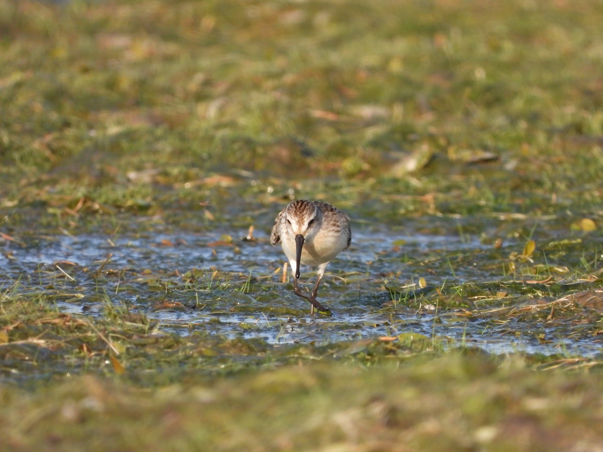 Western Sandpiper - Mason Jeffries