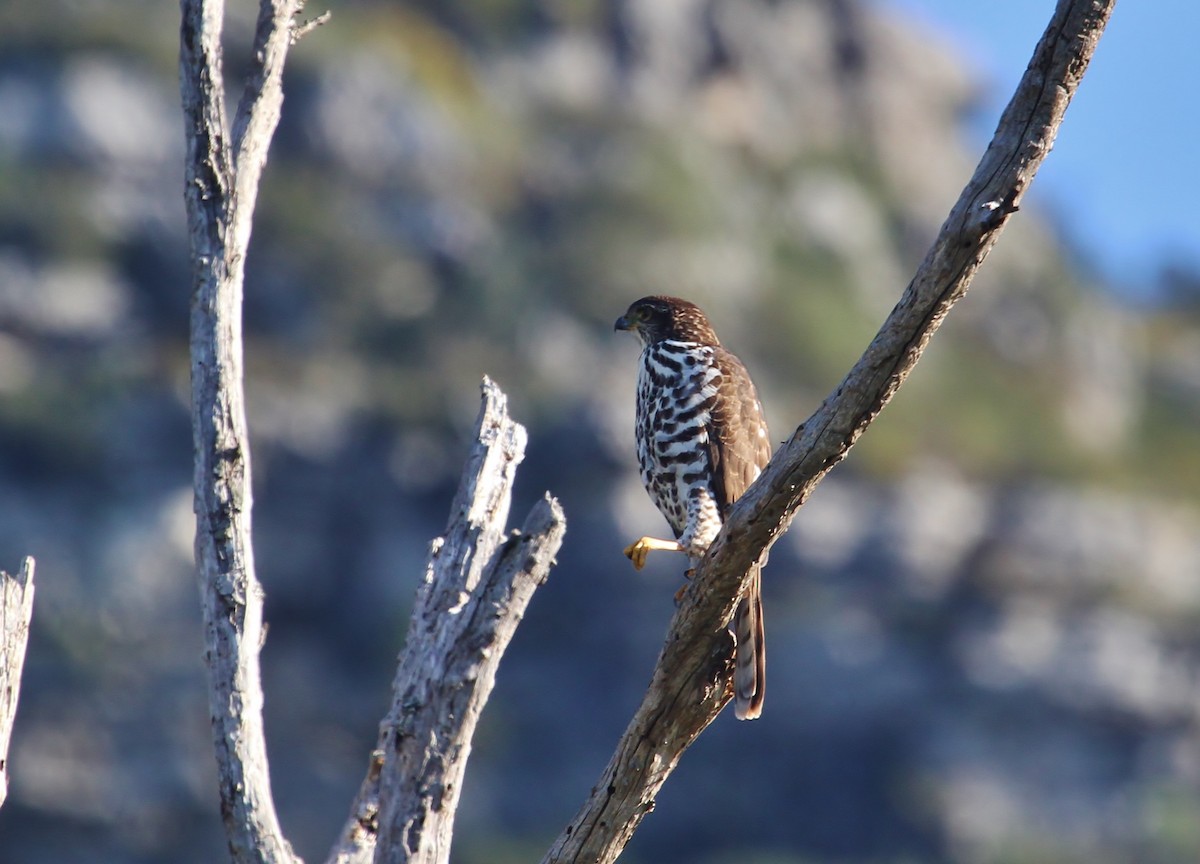 African Goshawk - Scott Watson