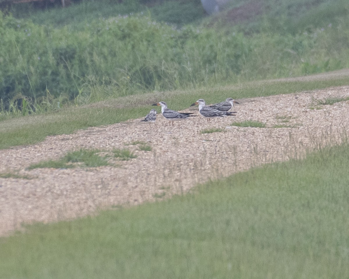 Black Skimmer - ML623756220