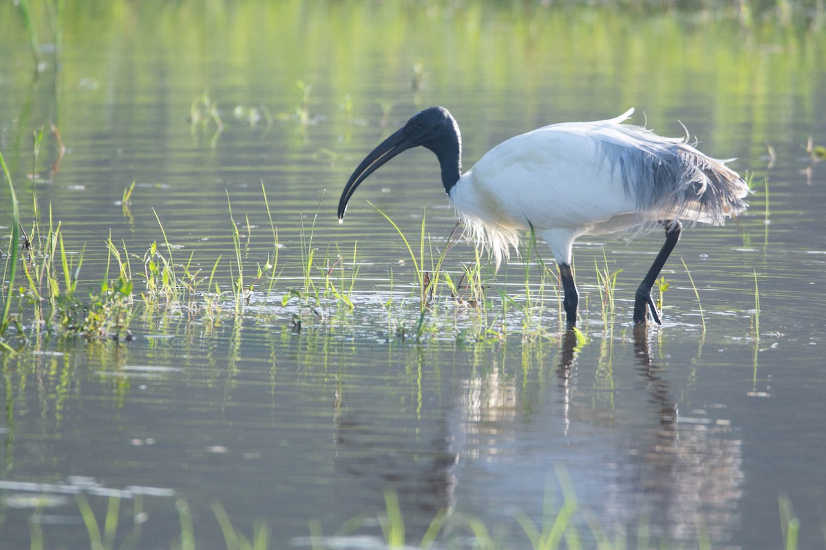 Black-headed Ibis - ML623756253