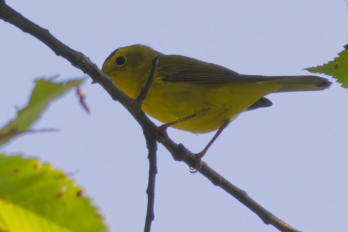Wilson's Warbler - ML623756332