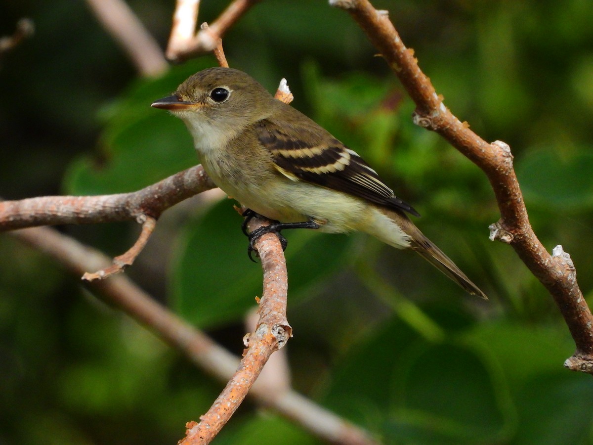 Least Flycatcher - ML623756340