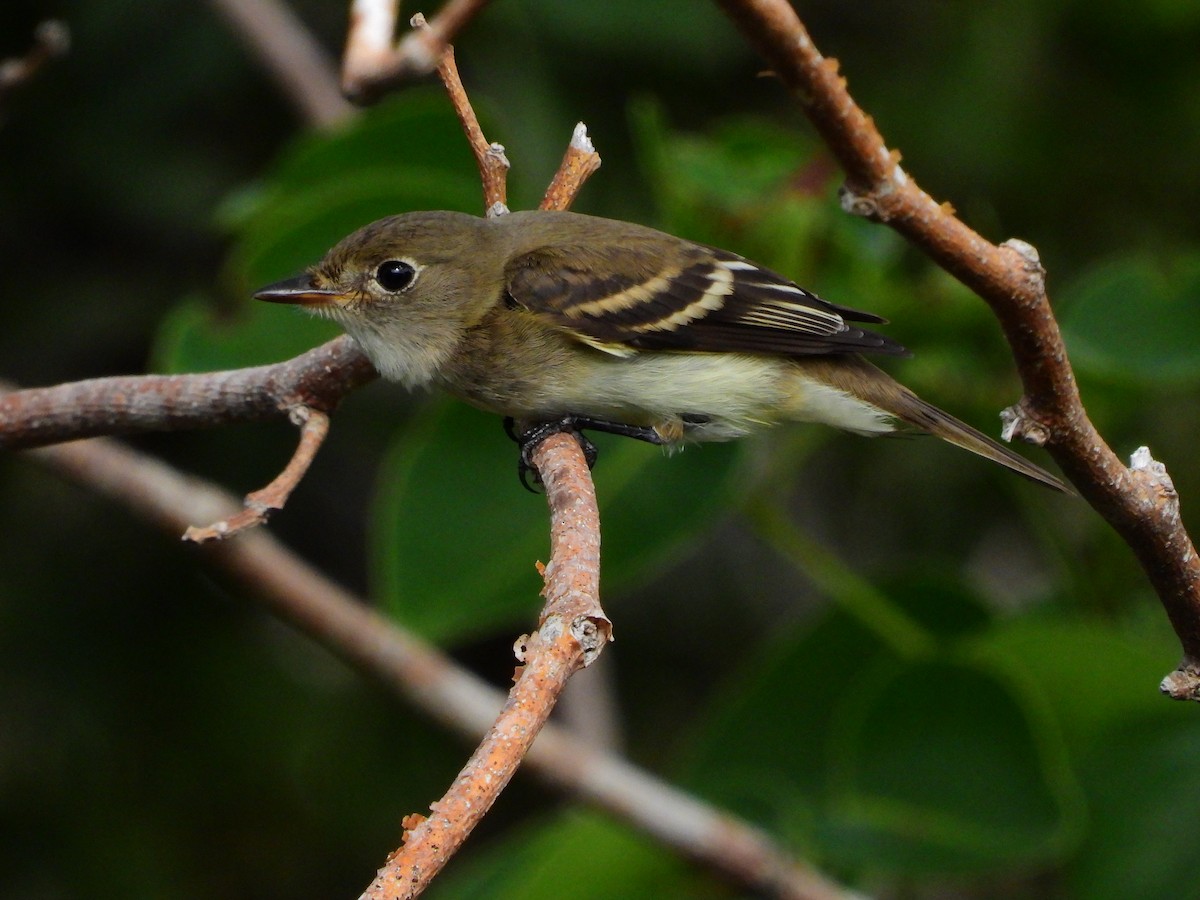 Least Flycatcher - ML623756359