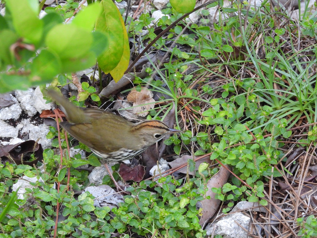 Ovenbird - ML623756375