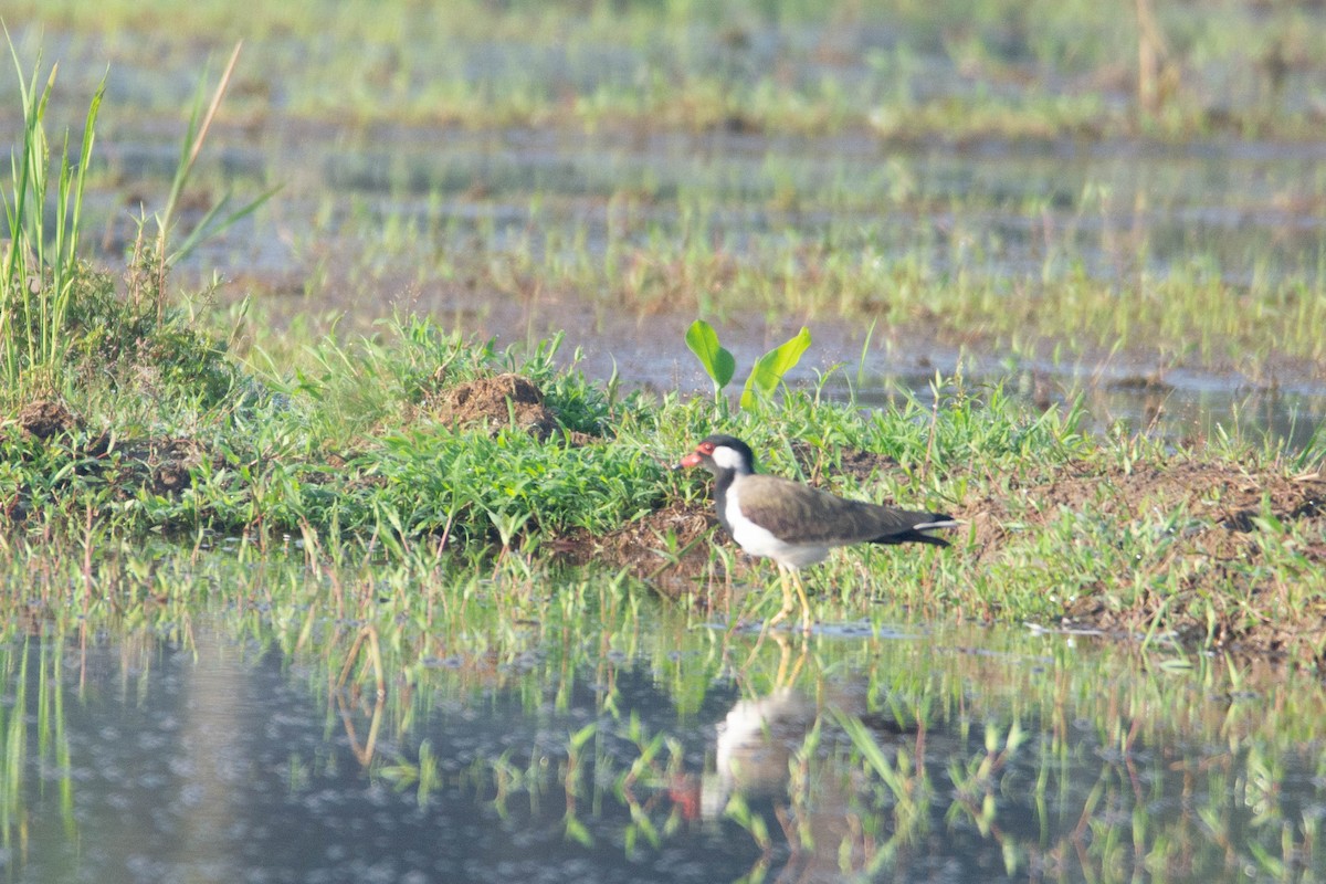 Red-wattled Lapwing - ML623756419