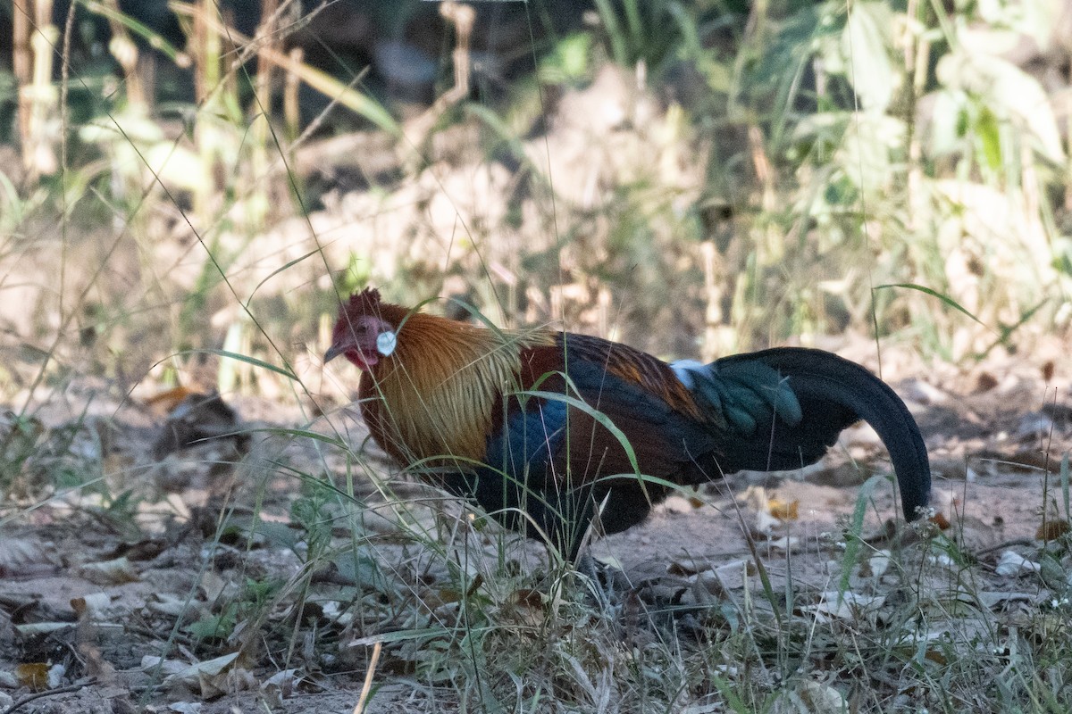 Red Junglefowl - ML623756439