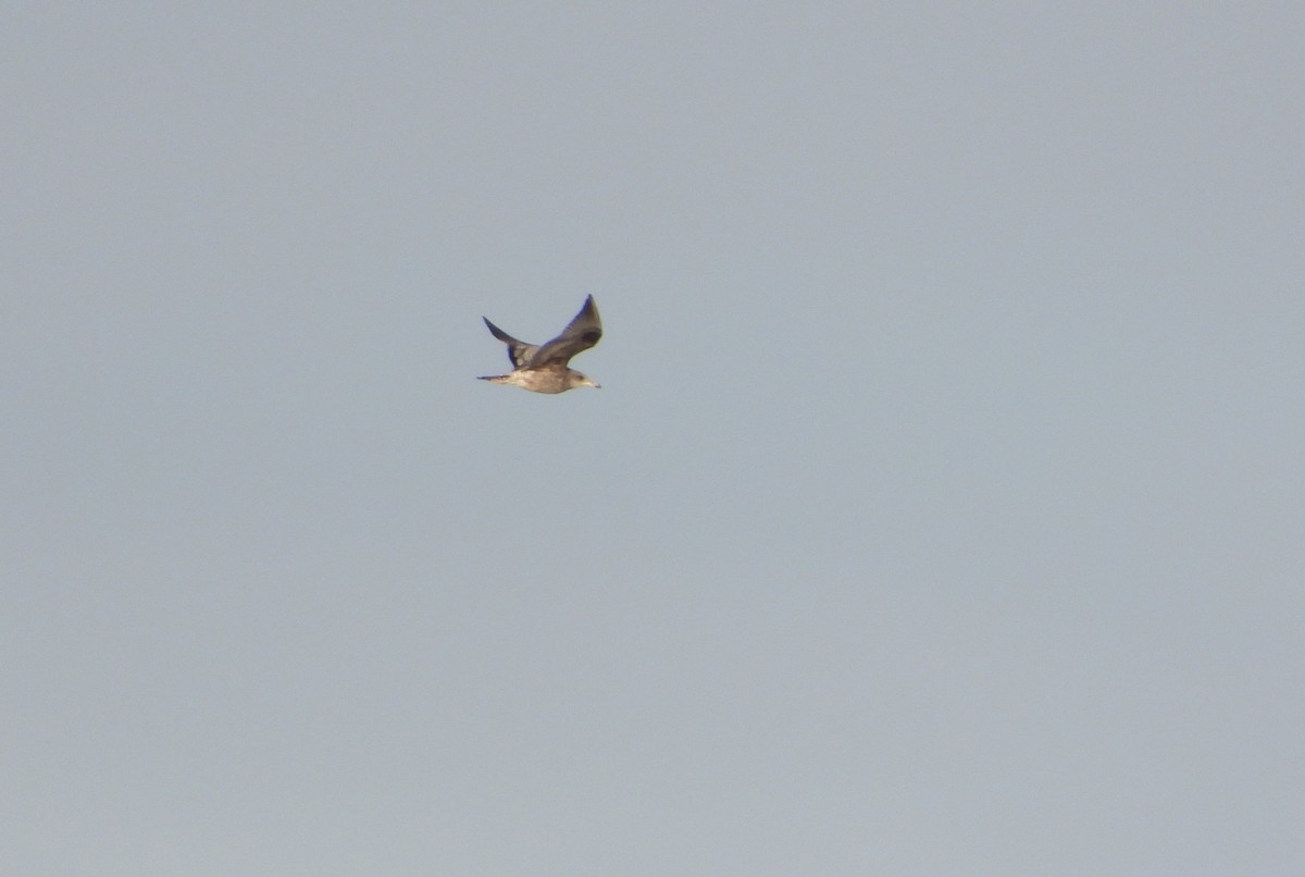 Short-billed Gull - ML623756447