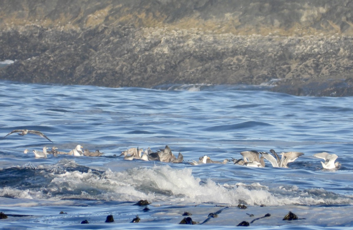 Short-billed Gull - ML623756448