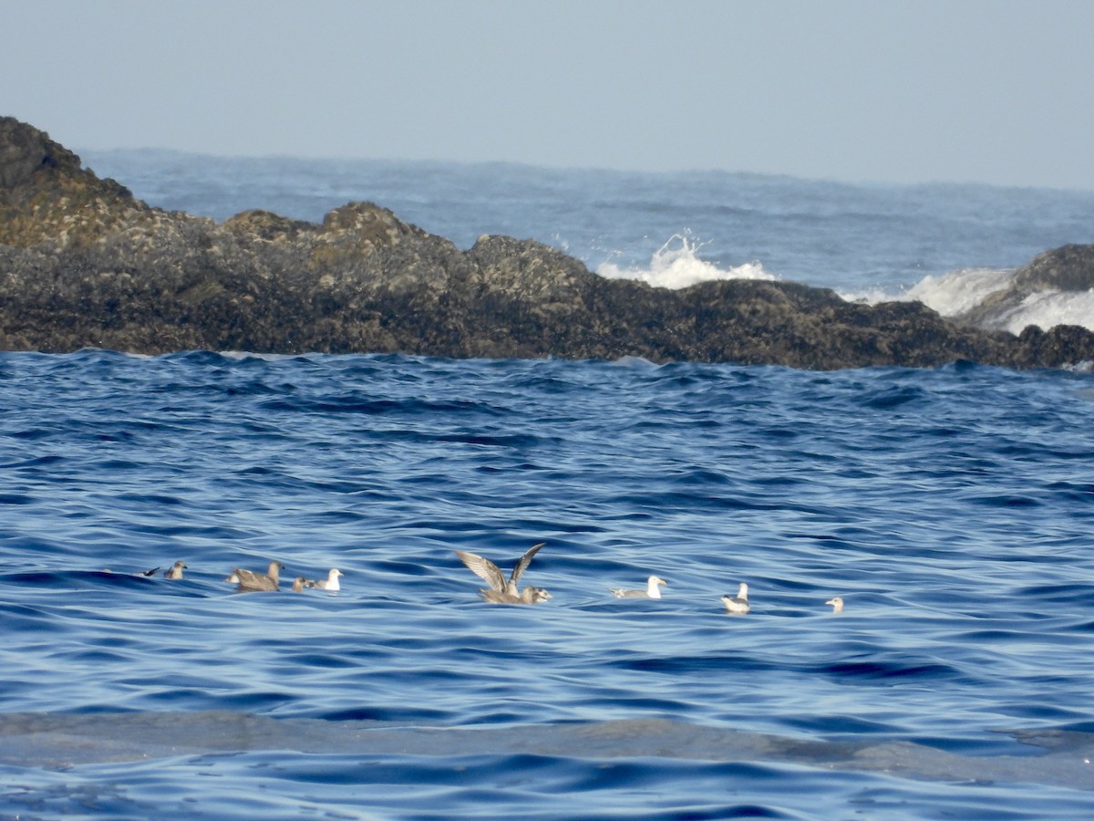 Short-billed Gull - ML623756449