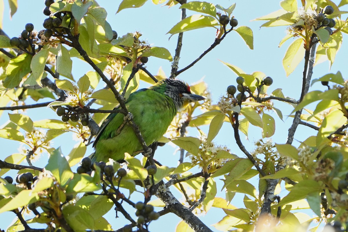 barbet žlutohrdlý - ML623756452