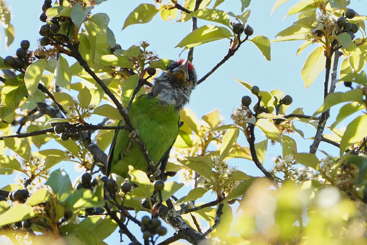 barbet žlutohrdlý - ML623756453