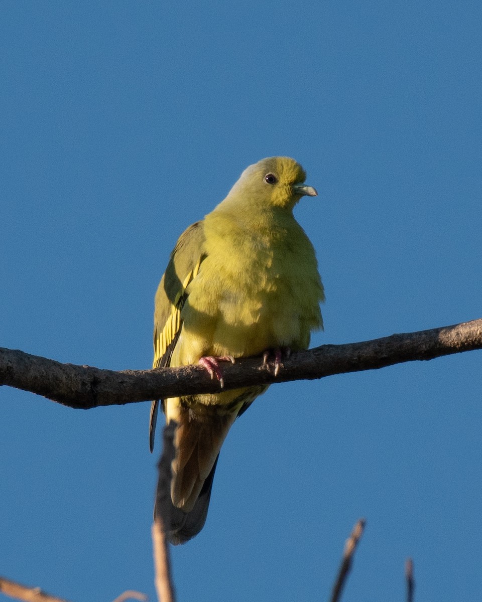 Orange-breasted Green-Pigeon - Ankit Sood