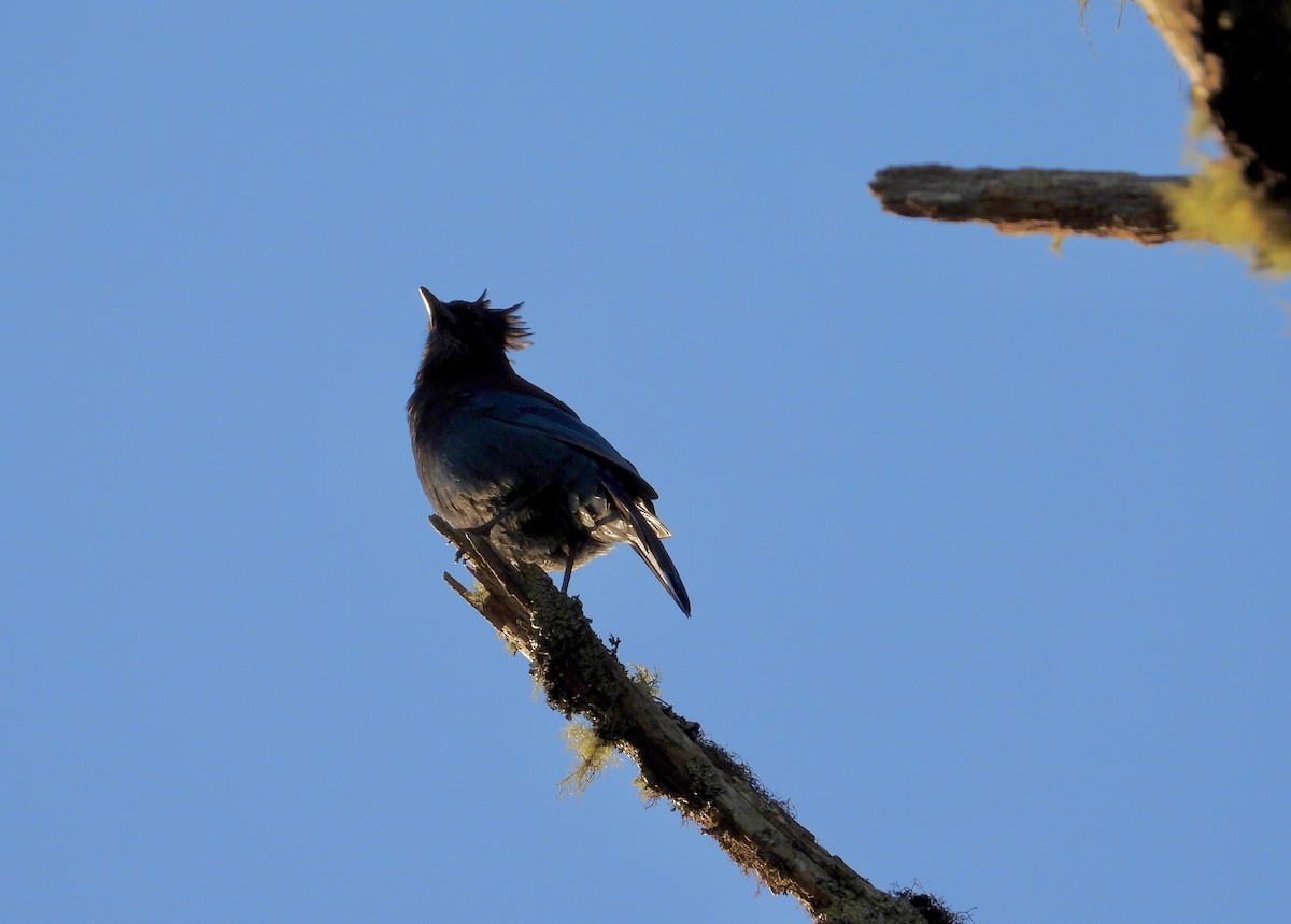 Steller's Jay - ML623756465