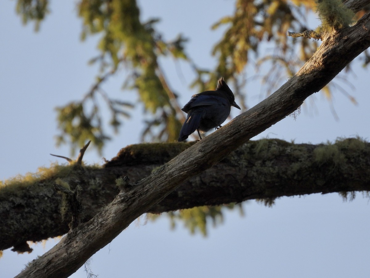 Steller's Jay - ML623756466