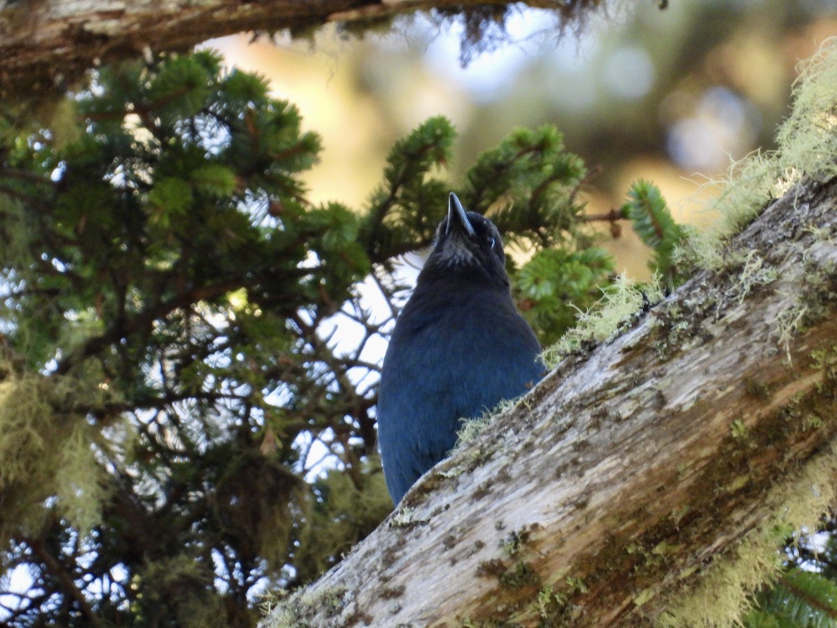 Steller's Jay - ML623756467