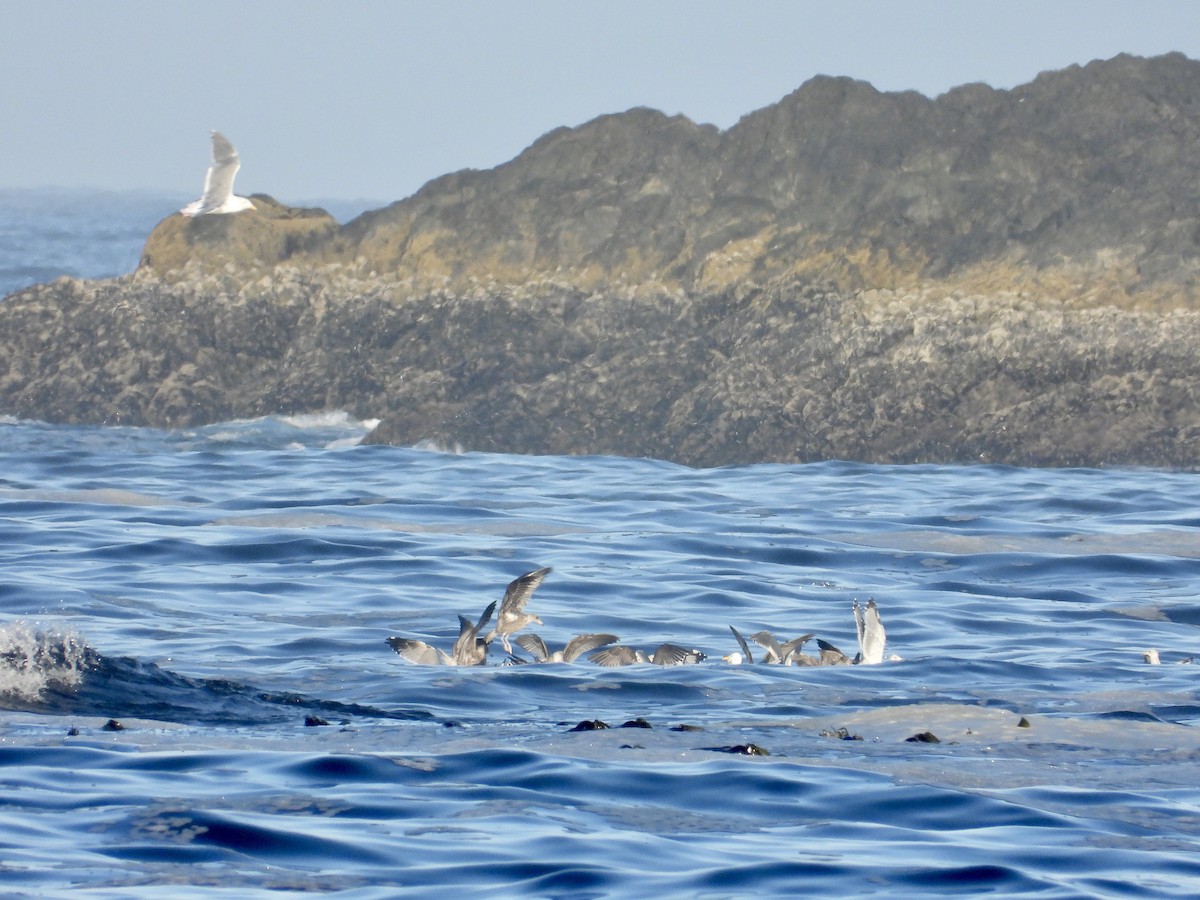 Glaucous-winged Gull - ML623756473