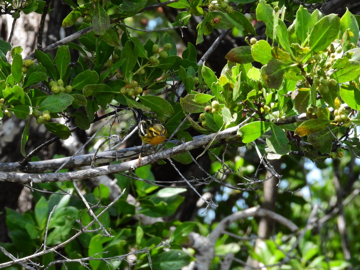 Blackburnian Warbler - ML623756483