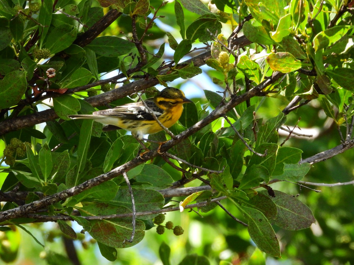 Blackburnian Warbler - ML623756492