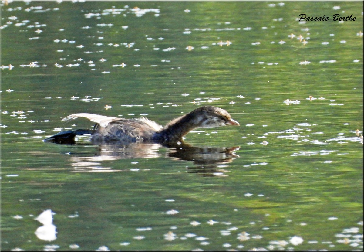 Pied-billed Grebe - ML623756560