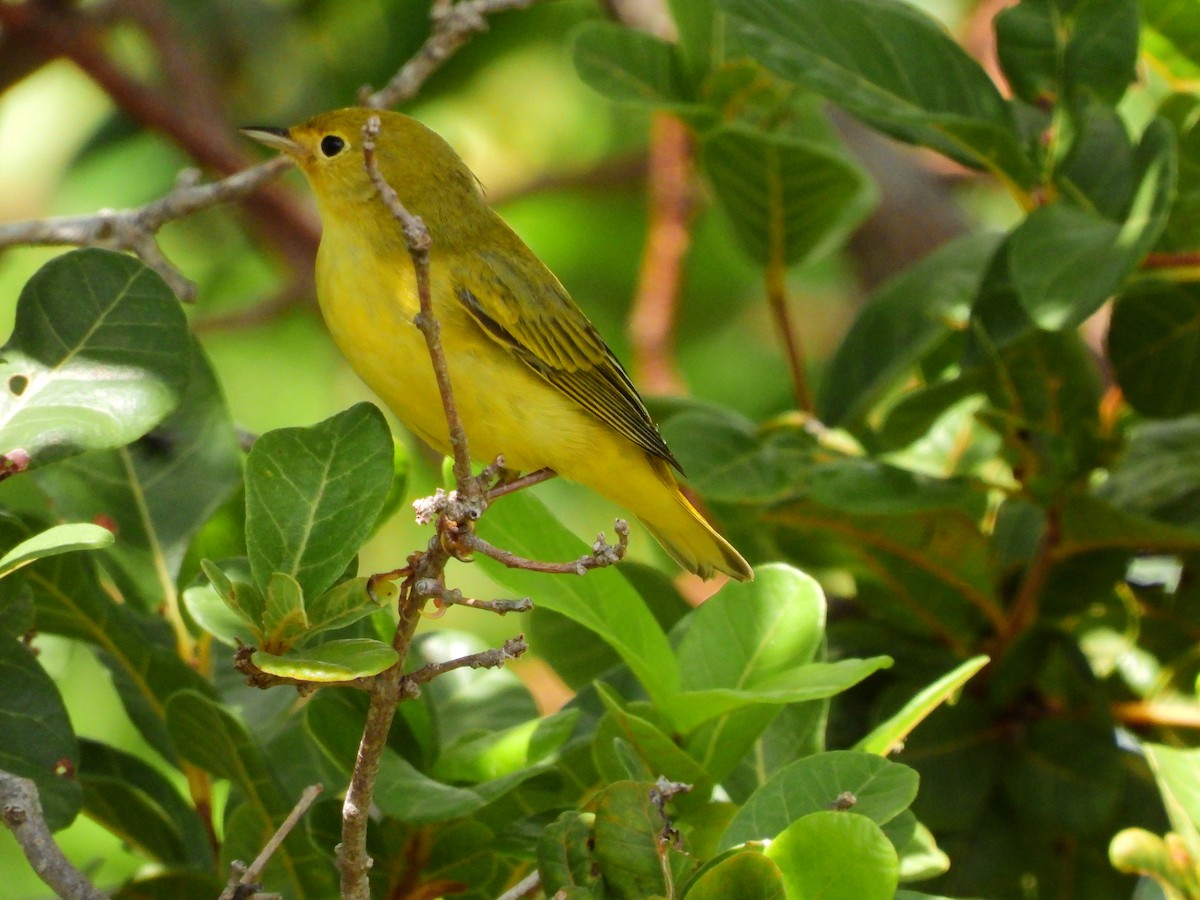 Yellow Warbler - ML623756562