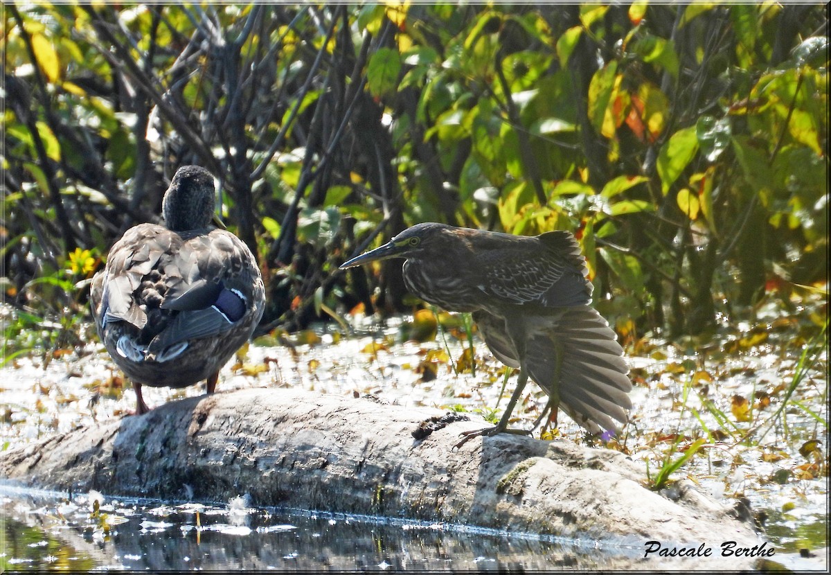 Green Heron - ML623756576