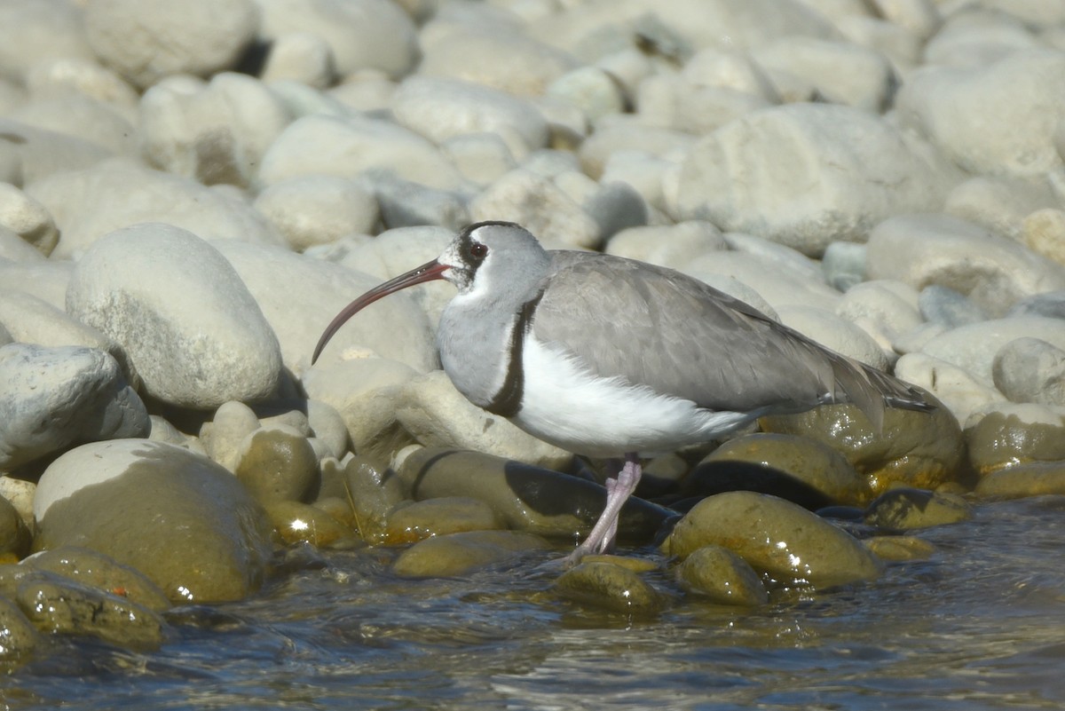 Ibisbill - ML623756582