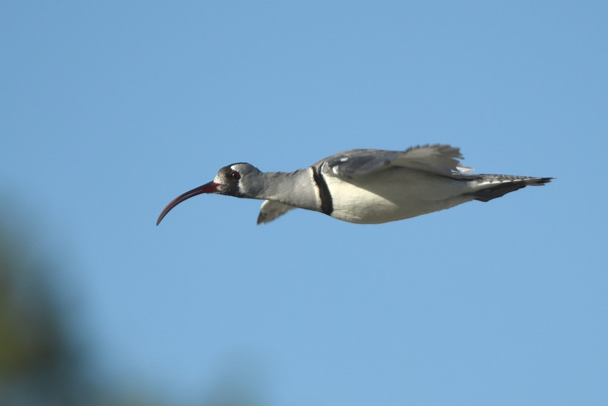 Picoibis - ML623756584