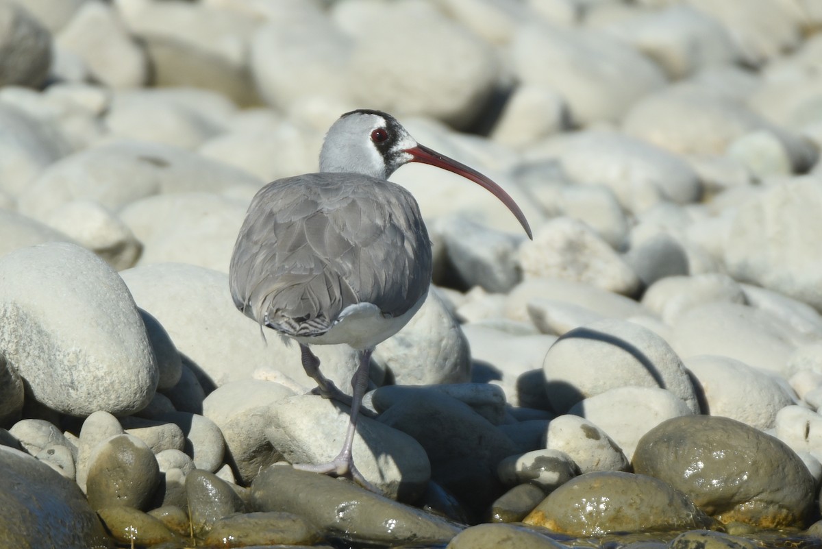 Bec-d'ibis tibétain - ML623756585