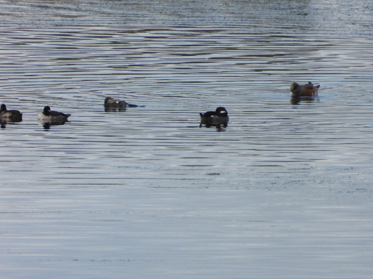 Bufflehead - ML623756587