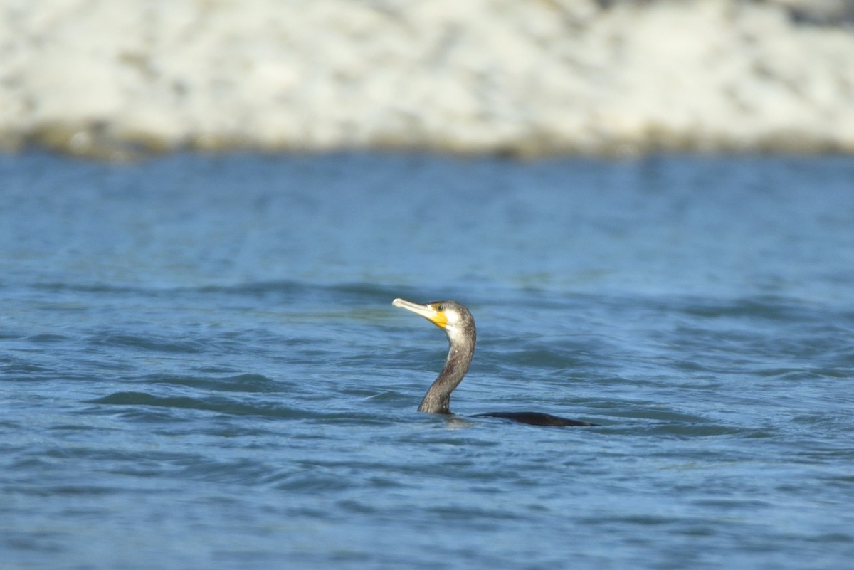 Cormorán Grande - ML623756595