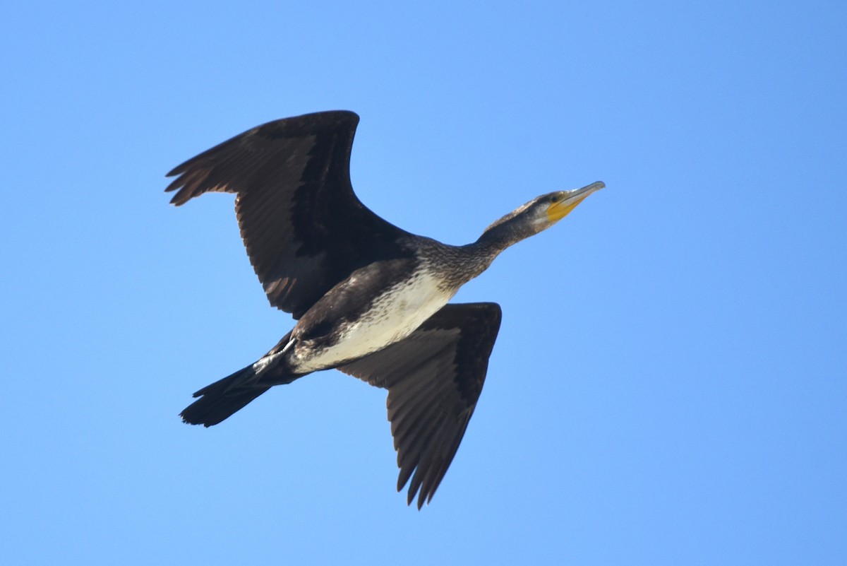 Great Cormorant - ML623756596