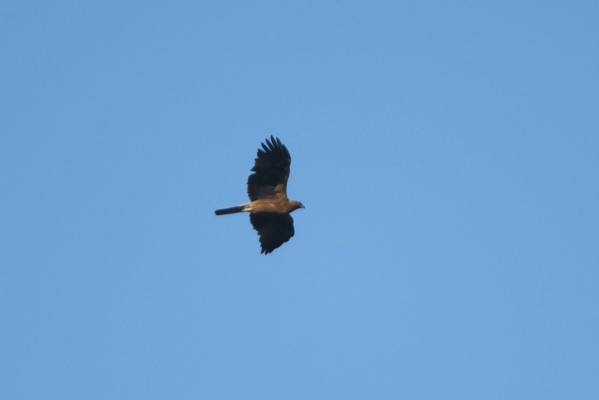 Águila Calzada - ML623756603