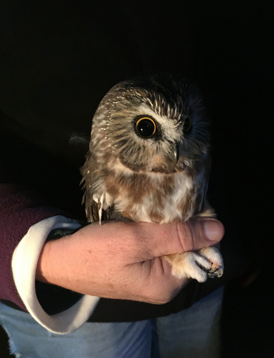 Northern Saw-whet Owl - ML623756613