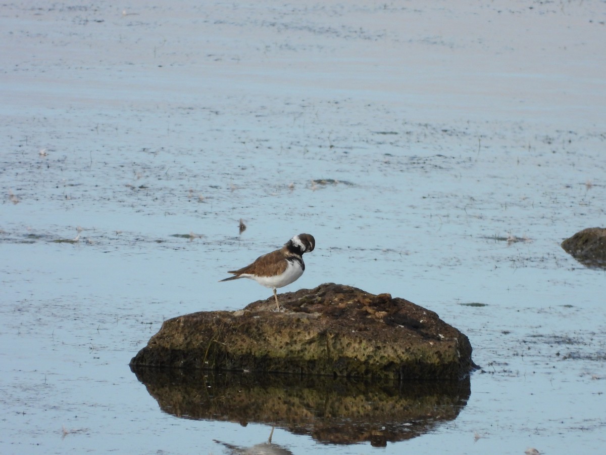 Killdeer - ML623756616