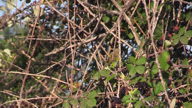 Western Bonelli's Warbler - ML623756617