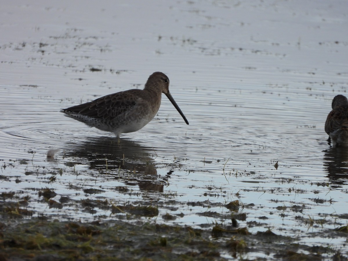 Long-billed Dowitcher - ML623756627