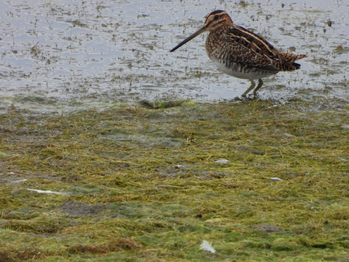 Wilson's Snipe - ML623756635