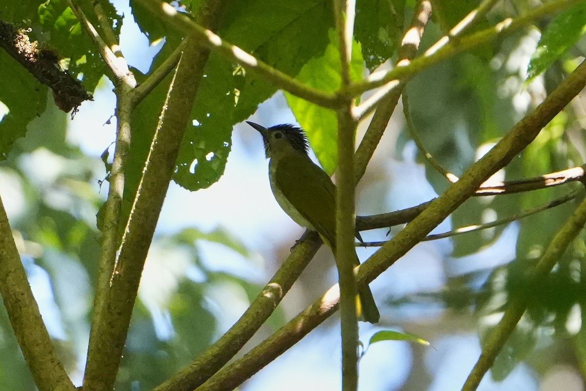 Mountain Bulbul - ML623756645