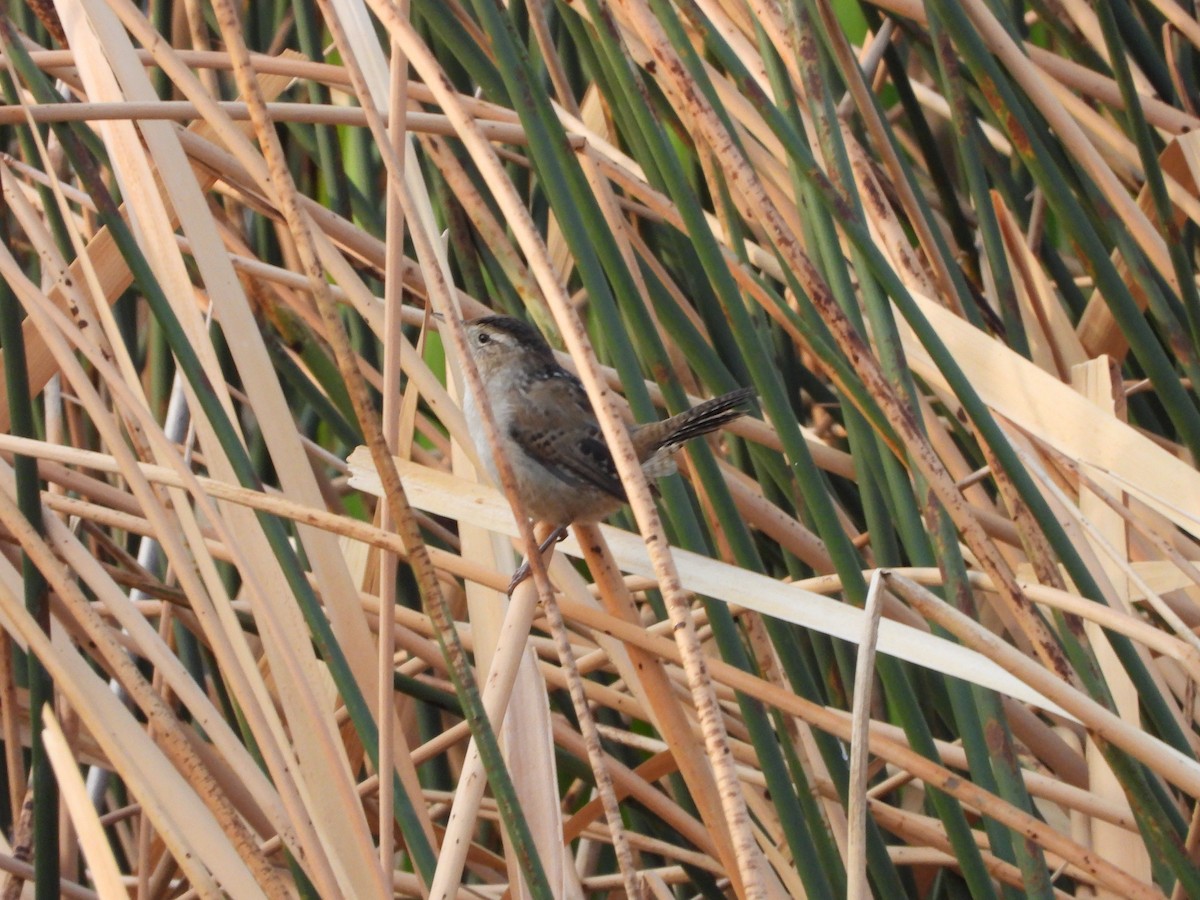 Marsh Wren - ML623756659