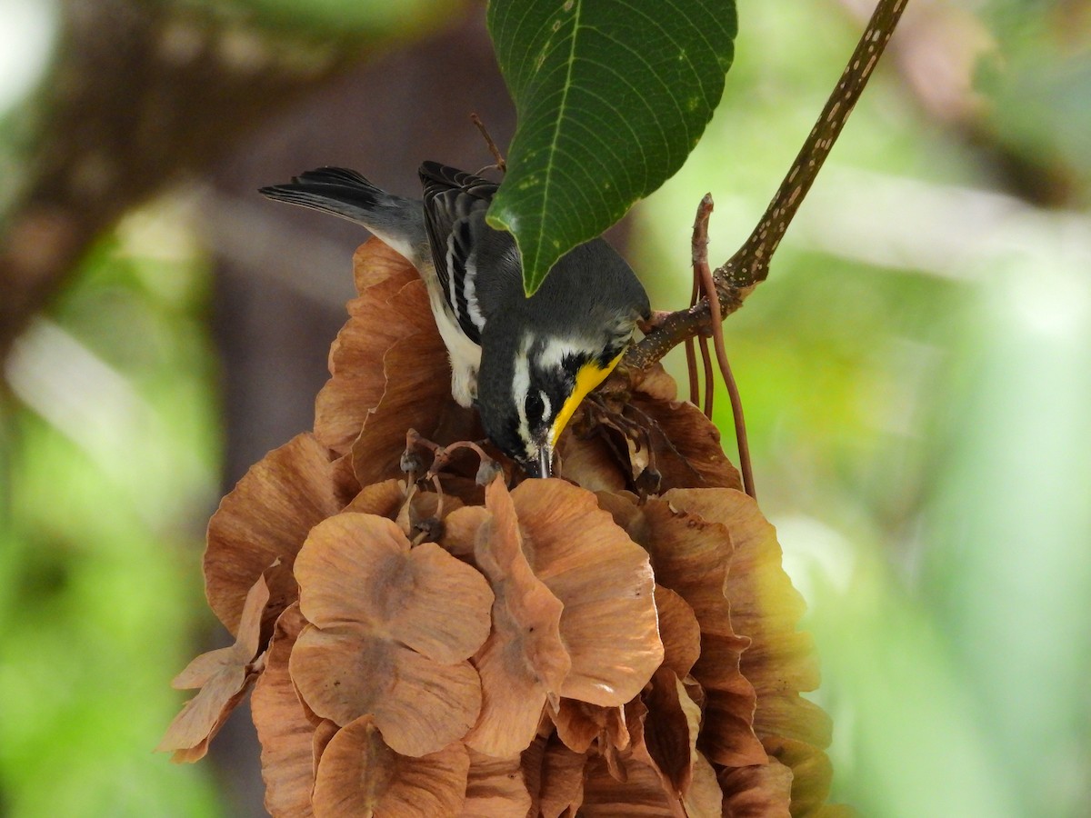 Yellow-throated Warbler (albilora) - ML623756671