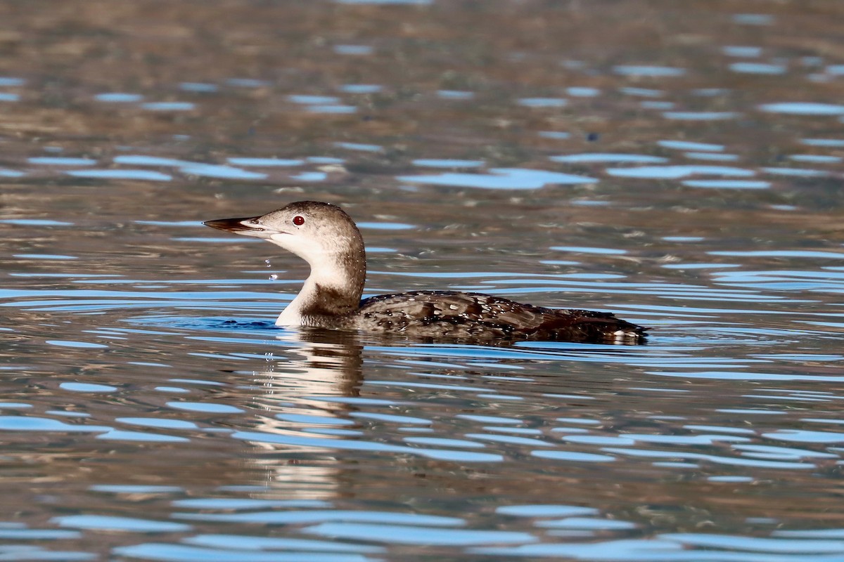 Common Loon - Michael Pidwirny