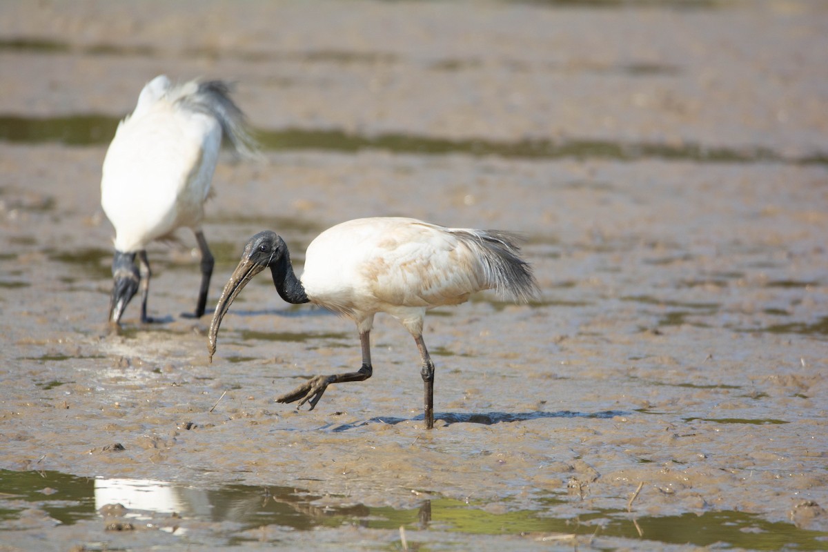 Black-headed Ibis - ML623756728